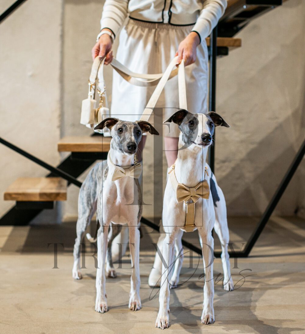 Cream velvet dog set collar bowties leash harnesses poop bag
