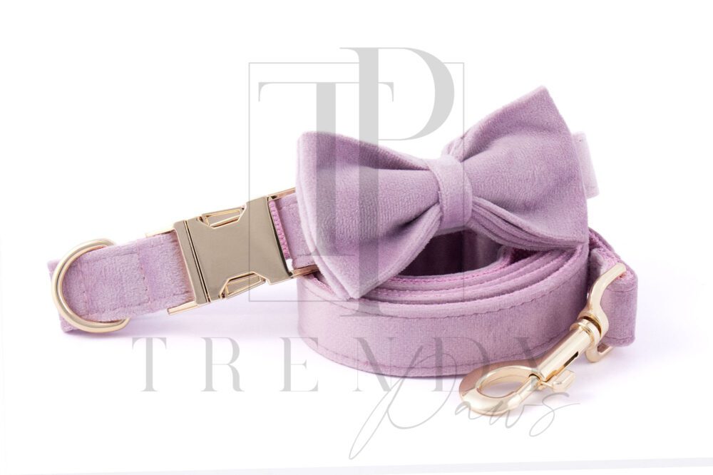 Lavender velvet dog collar and bowtie, leashes