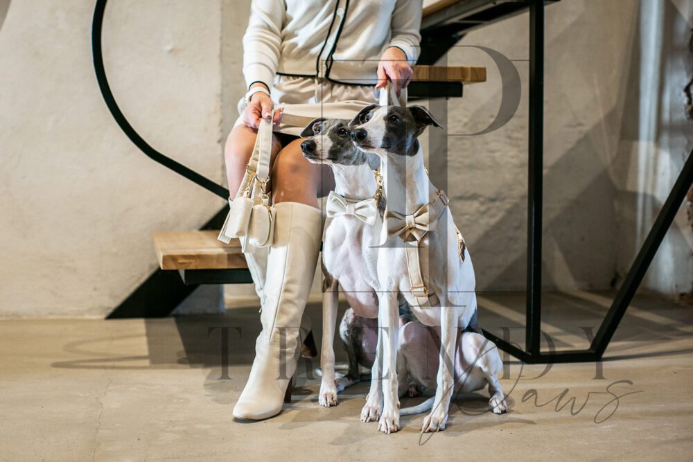 Milky white velvet dog set collar bowties leash harnesses poop bag