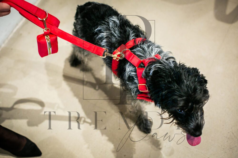 Red velvet dog leash