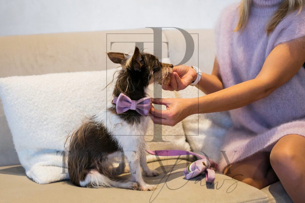 Trendy paws lavender dogs bow tie