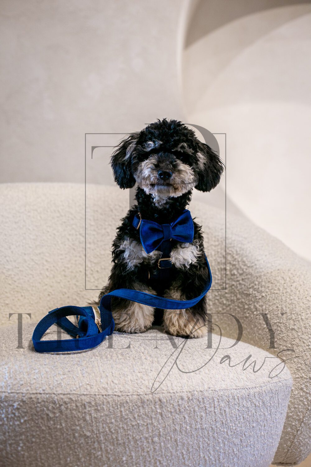 blue velvet dog accessories dog set