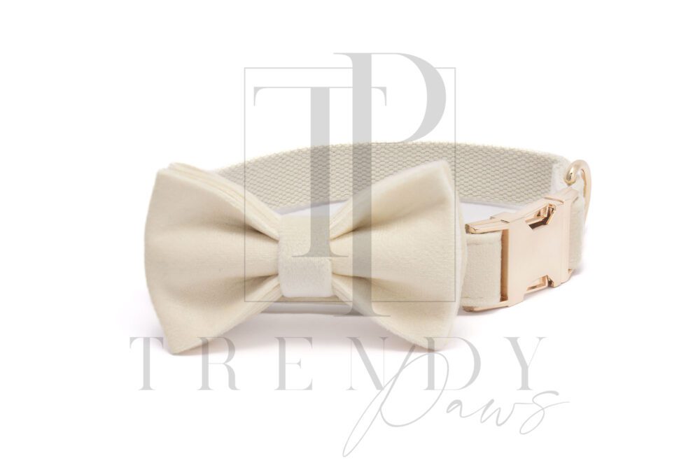 milky white dog collar and bowtie
