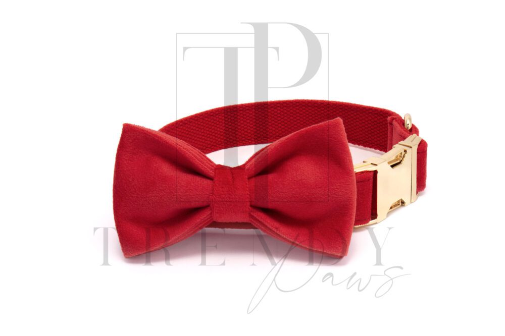 red dog collar and bowtie