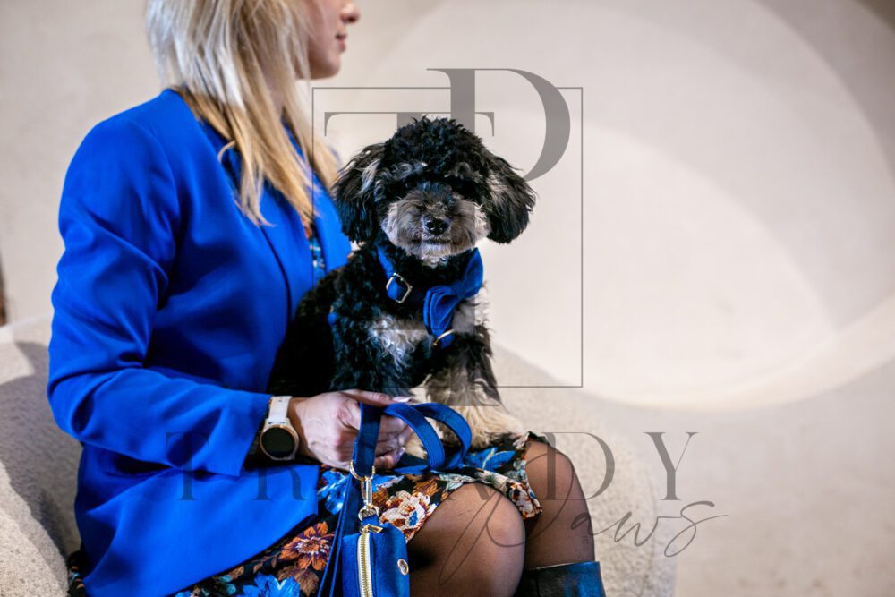 trendy paws velvet blue dog harness