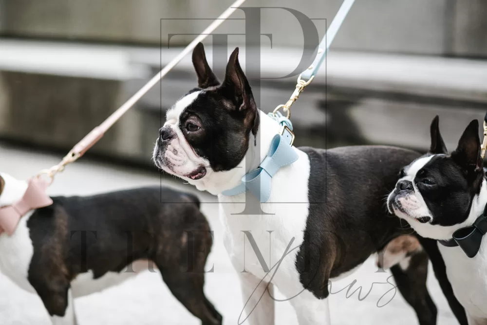 Trendy paws pu leacher dog blue bow tie