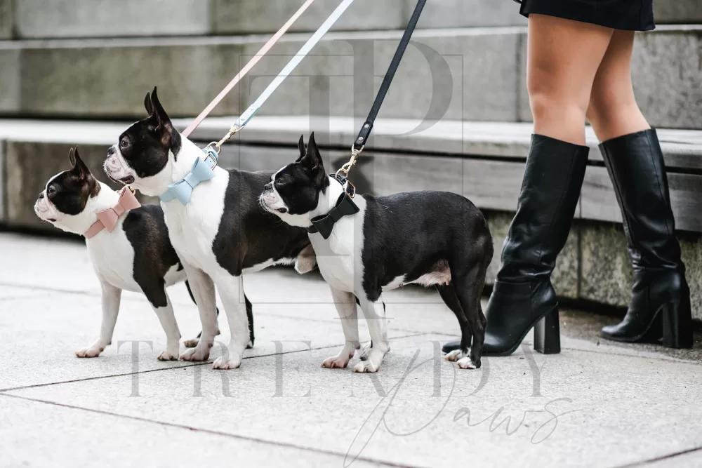Trendy paws pu leacher dog bow tie black